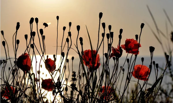 Red Poppies Shore Ocean Morning — Stock Photo, Image