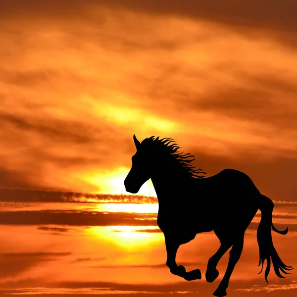 Silhouette Cavallo Galoppo All Alba — Foto Stock