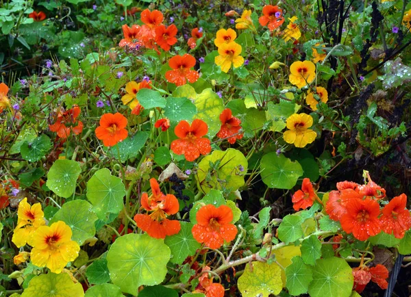 Rote und gelbe Kapuzinerkresseblüten — Stockfoto