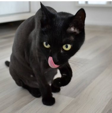 Dili dışarı kesilmiş saçları olan siyah kedi