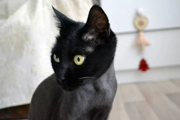 Porträt einer niedlichen schwarzen Katze mit getrimmtem Haar — Stockfoto