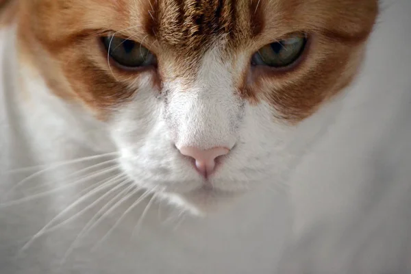 Porträt des Ingwer-Kater. Frontansicht — Stockfoto