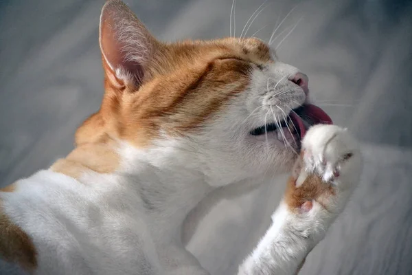 Ginger cat licks the hair of the paw — Stock Photo, Image