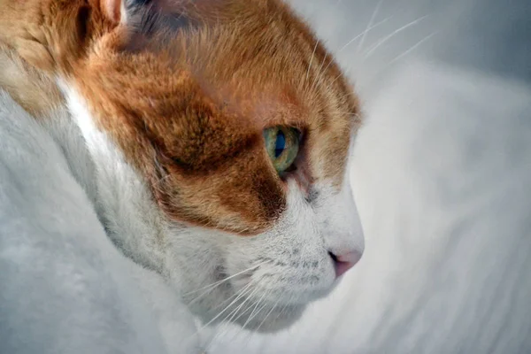 Ritratto di un gatto gatto di profilo — Foto Stock