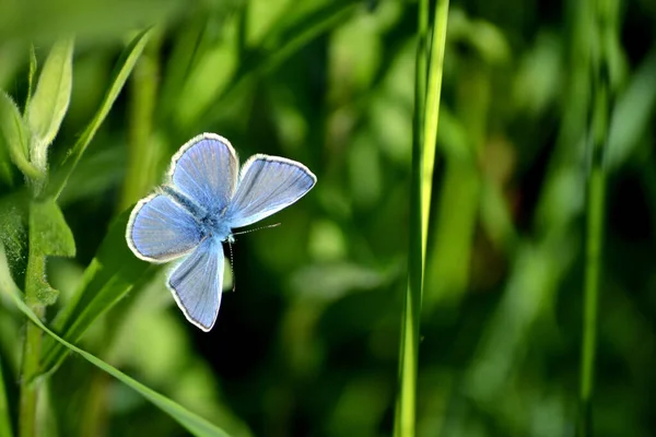 Papillon Bleu Sur Fond Herbe Verte — Photo