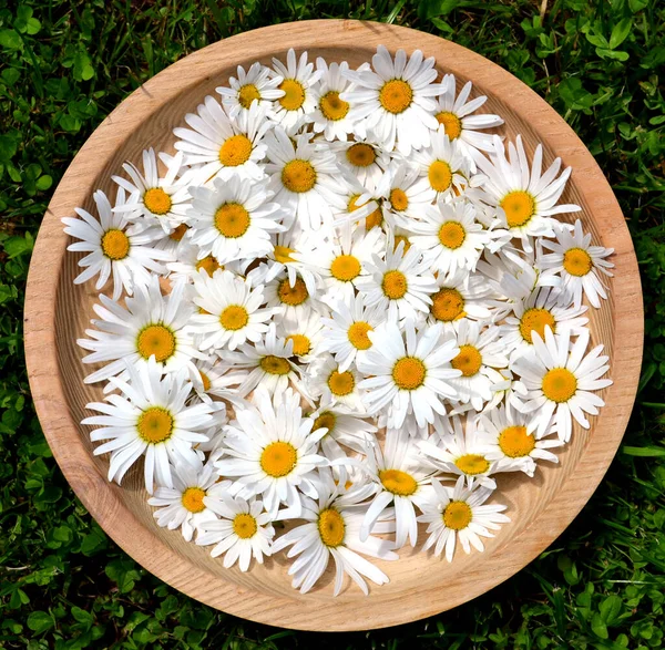 Gänseblümchen Blühen Einer Holzschale — Stockfoto