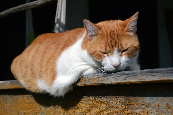 Fette Rote Und Weiße Katze Schläft Rande Der Veranda — Stockfoto