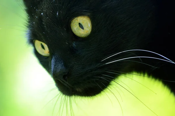 Black Cat Green Eyes Green Background — Stock Photo, Image