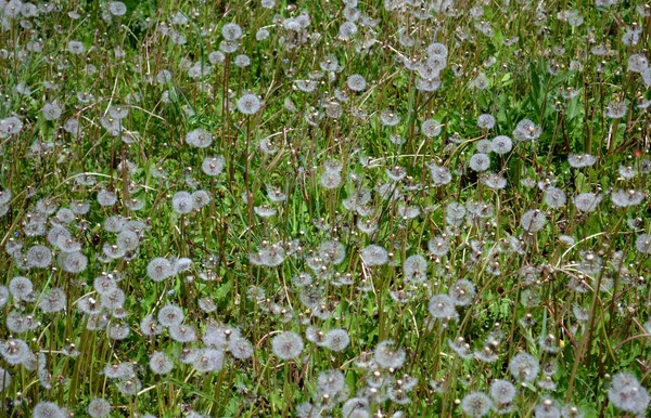 Зеленый Весенний Фон Одуванчиками — стоковое фото