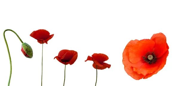 Four Open Flowers Bud Poppies White Background Isolated — Stock Photo, Image