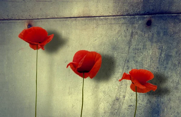 Three Flowers Red Poppy Background Old Iron — Stock Photo, Image