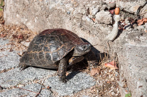 Taşların üzerinde sürünen yaşlı bir kara kaplumbağası.