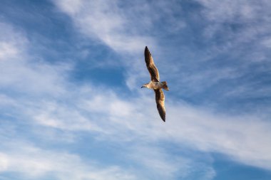 Bulutlu bir gökyüzünde uçan bir martı