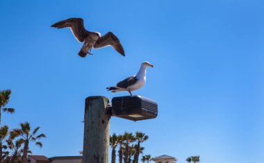 iki seaguls ve bir levrek