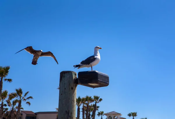 Iki seaguls ve bir levrek — Stok fotoğraf