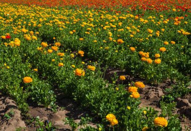 crlsbad de çiçek tarlaları