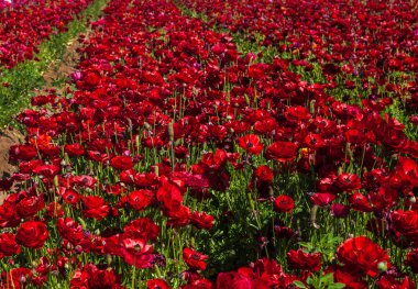 crlsbad de çiçek tarlaları