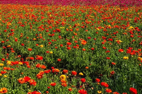 Los campos de flores en crlsbad — Foto de Stock