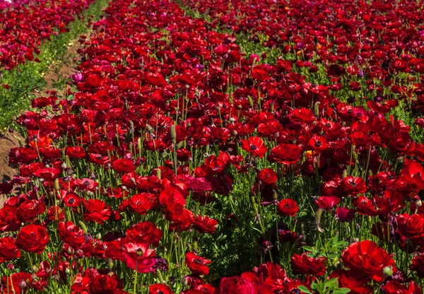 Los campos de flores en crlsbad — Foto de Stock