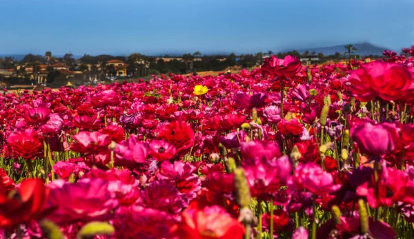 Los campos de flores en crlsbad — Foto de Stock