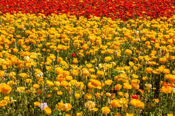 Los campos de flores en crlsbad — Foto de Stock