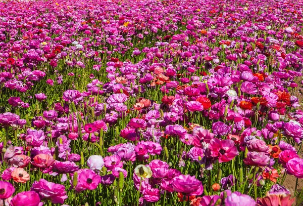 Los campos de flores en crlsbad — Foto de Stock