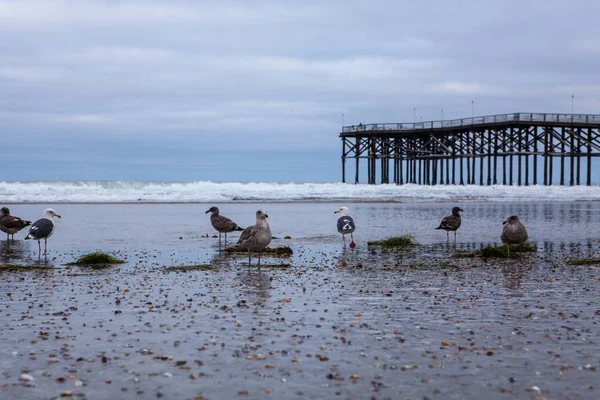 Crystal pier san diego — Stock Photo, Image