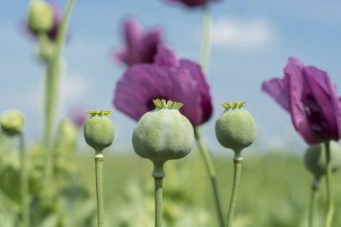 Closeup of Opium poppy flowers (Papaver somniferum) clipart