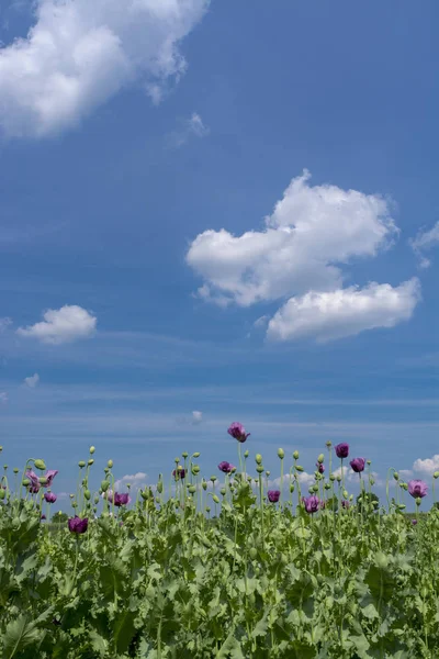 Opium poppy flowers under blue sky (Papaver somniferum)