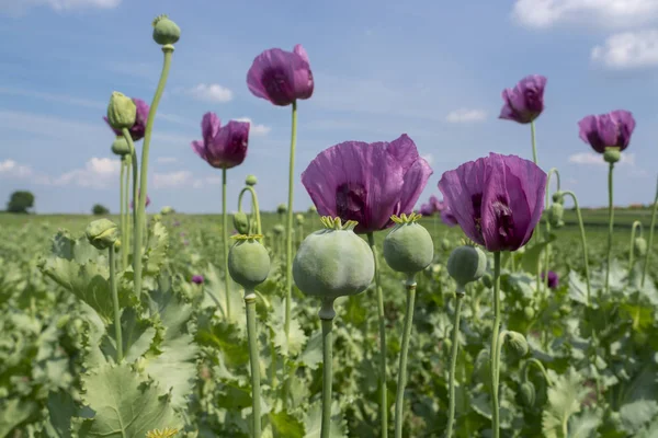 Closeup Opium Poppy Flowers Field Papaver Somniferum — Stock Photo, Image