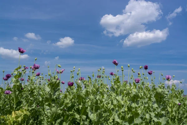 Opium Poppy Flowers Blue Sky Papaver Somniferum — Stock Photo, Image