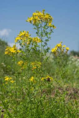 Çiçek şifalı bitkiler - Hypericum perforatum (aka. St John's wort sorgulamaktı) antidepresan aktivite ile bir tıbbi bitki
