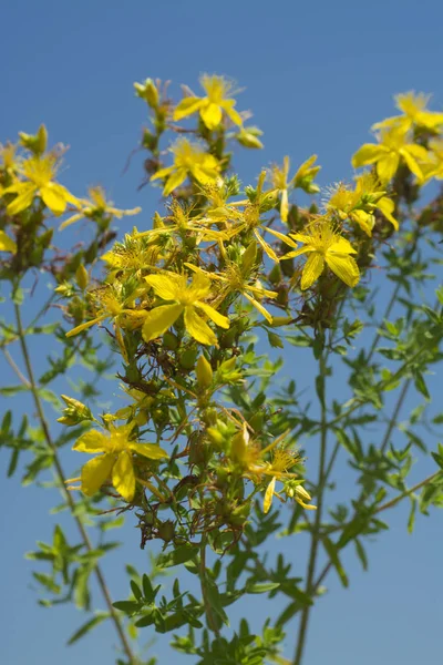 Flower medicinal plants - Hypericum perforatum (aka. perforate St John\'s-wort) a medicinal herb with antidepressant activity