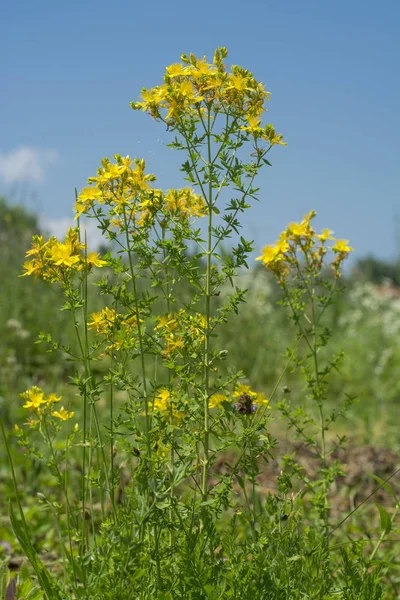 Flower Medicinal Plants Hypericum Perforatum Aka Perforate John Wort Medicinal — Stock Photo, Image