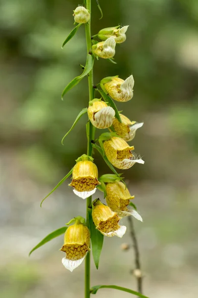 Medicinal Plant Flower Digitalis Lanata — Stock Photo, Image