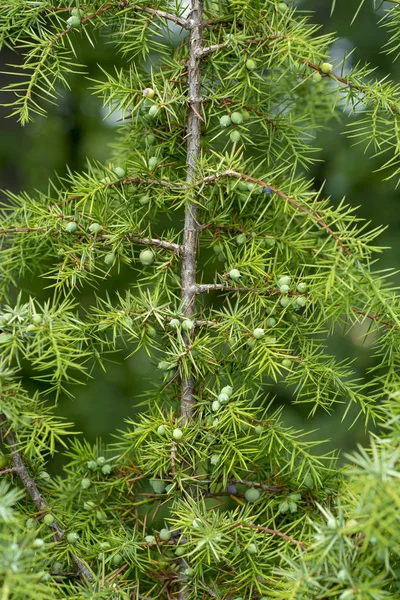 Tıbbi Bitki Yaprak Dökmeyen Ağaç Yaygın Ardıç Juniperus Communis — Stok fotoğraf