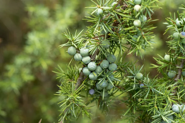 Tıbbi Bitki Yaprak Dökmeyen Ağaç Yaygın Ardıç Juniperus Communis — Stok fotoğraf