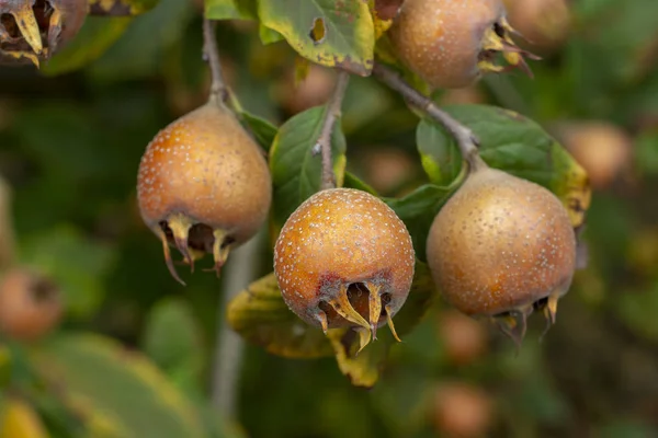 Gemensamma Medlar Frukt Träd Mespilus Germanica — Stockfoto
