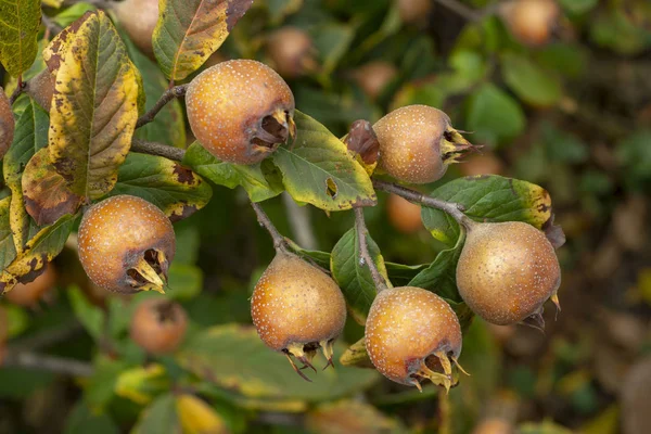 Γκρο Πλαν Καρπός Της Κοινής Μούσμουλο Φρούτα Στο Δέντρο Μεσπιλέα — Φωτογραφία Αρχείου