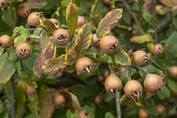 Κοινή Μούσμουλο Φρούτα Στο Δέντρο Μεσπιλέα Γερμανική — Φωτογραφία Αρχείου