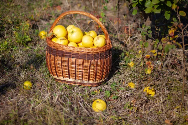 Foto de estoque de natureza morta de marmelos amarelos recém-colhidos em um baixo — Fotografia de Stock