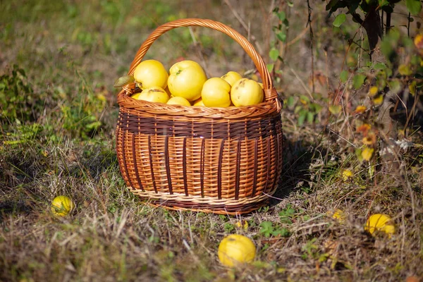 Foto de caldo de membrillos amarillos recién recogidos en una cesta —  Fotos de Stock