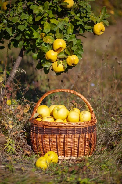 Natura morta foto di mele cotogne gialle in un cesto sotto l'albero — Foto Stock