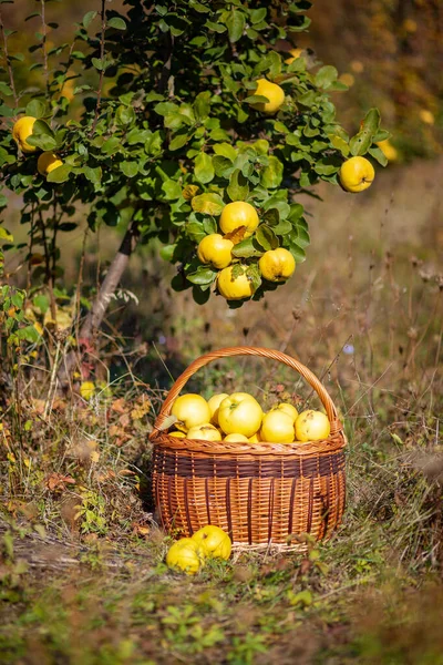 Stillleben Foto von frisch gepflückten gelben Quitten in einem Korb un — Stockfoto