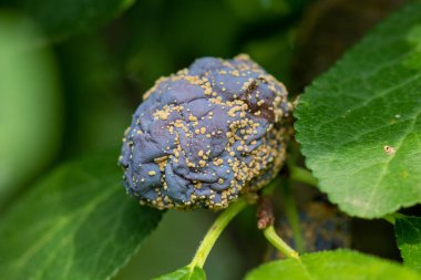 Meyve ağacında çürük erik, Monilinia laxa (Monilinia laxa) istilası, bitki hastalıkları