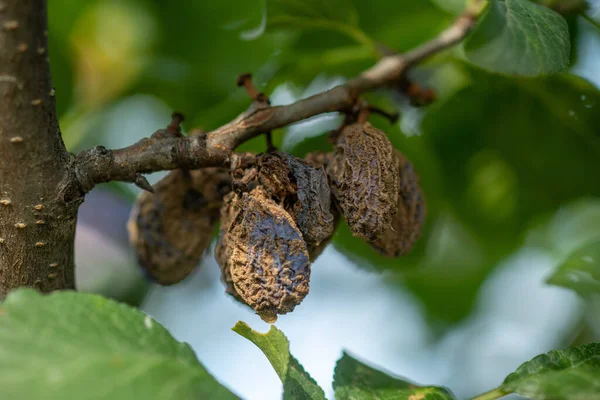 Ameixas Mumificadas Podres Árvore Frutífera Infestação Por Monilia Laxa Monilinia — Fotografia de Stock