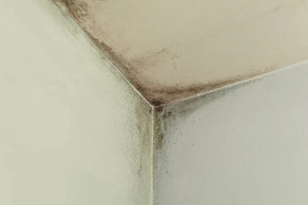 Mold Condensation Walls Corner Room Stock Photo — Stock Photo, Image