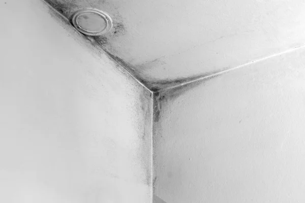 Hijyenik Olmayan Duvar Köşesi Odanın Duvarlarında Buğulanmış Küf Kötü Izolasyon — Stok fotoğraf