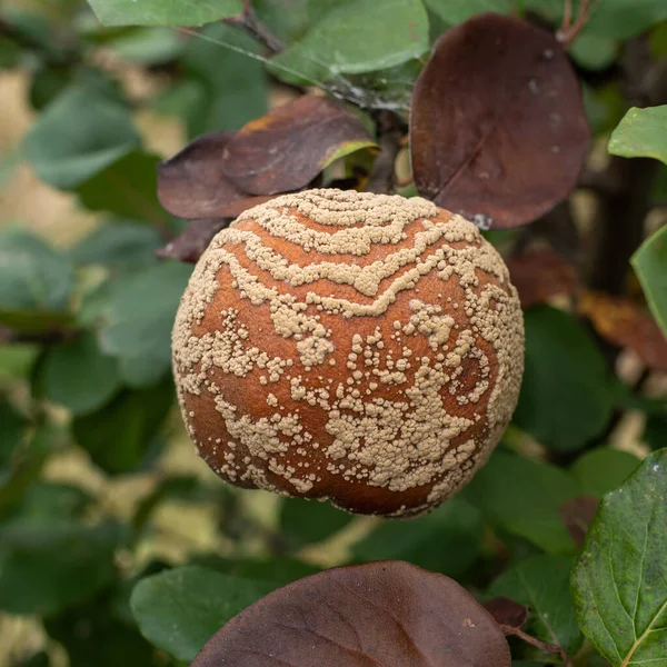 Monilia Laxa Monilinia Laxa Influstation Plant Disease Rotten Quince Apple — 스톡 사진