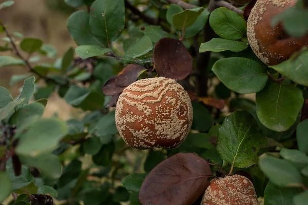 Monilia Laxa Monilinia Laxa 感染症 植物病気 果物の木の上のRotten Quince Apple — ストック写真